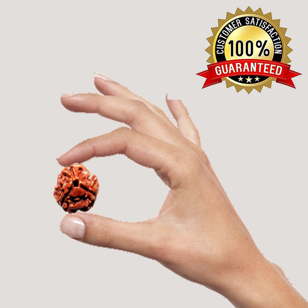 3 Mukhi Rudraksha For Business Study And Sports Success and Career